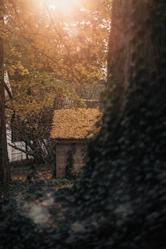 brown house near trees during daytime