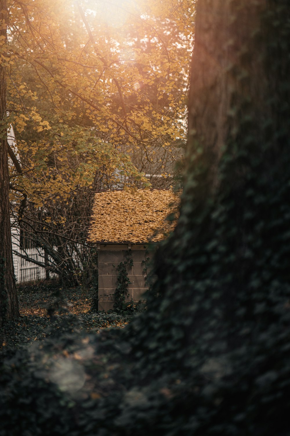 brown house near trees during daytime