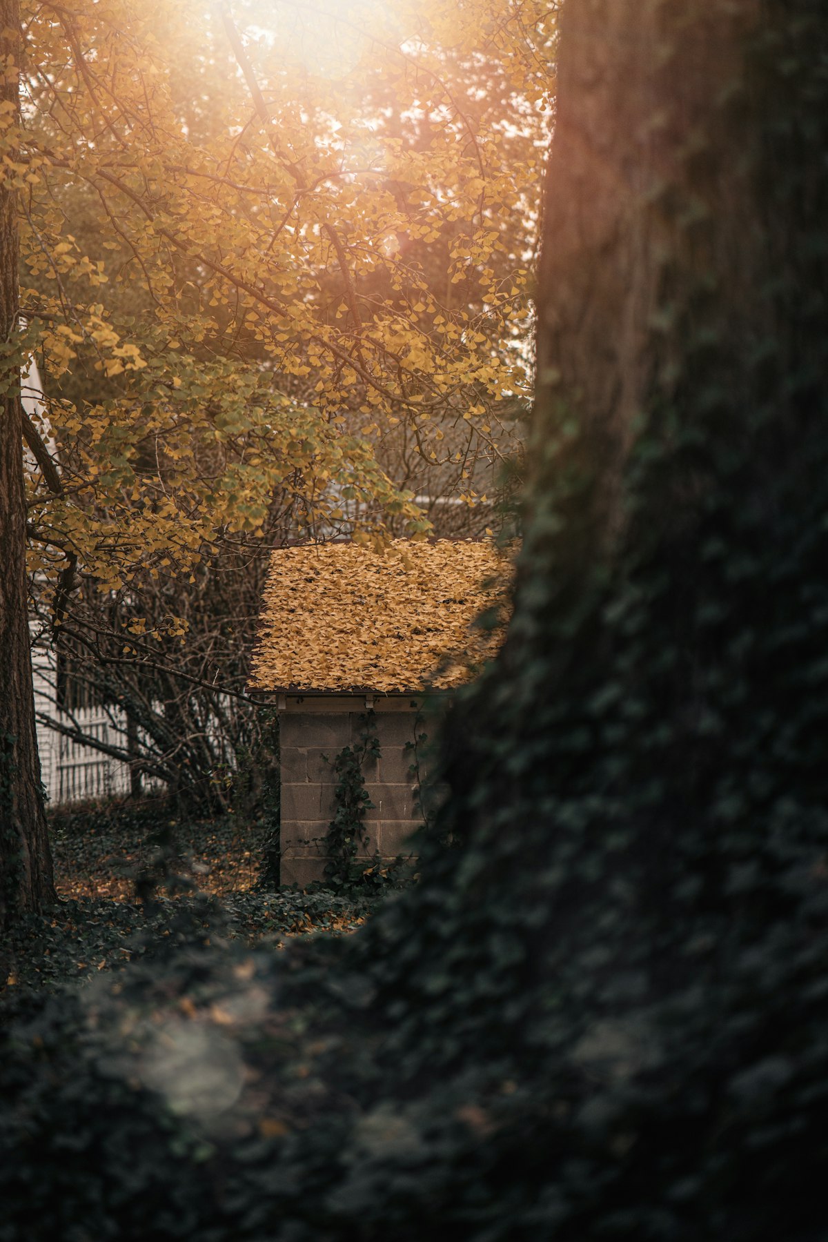 House surrounded by autumn trees