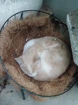 A light-colored cat is curled up and sleeping in a circular arrangement of straw or coir material. The setting appears to be outdoors, with a concrete surface beneath and a metal frame supporting the straw. The cat looks peaceful and relaxed.