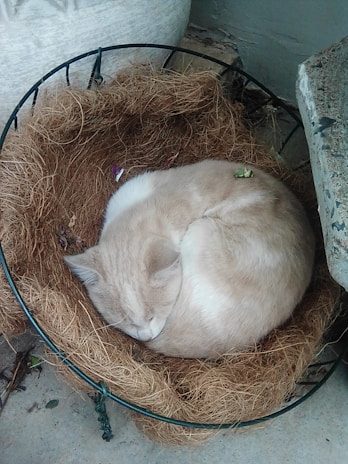 A light-colored cat is curled up and sleeping in a circular arrangement of straw or coir material. The setting appears to be outdoors, with a concrete surface beneath and a metal frame supporting the straw. The cat looks peaceful and relaxed.