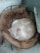 A light-colored cat is curled up and sleeping in a circular arrangement of straw or coir material. The setting appears to be outdoors, with a concrete surface beneath and a metal frame supporting the straw. The cat looks peaceful and relaxed.