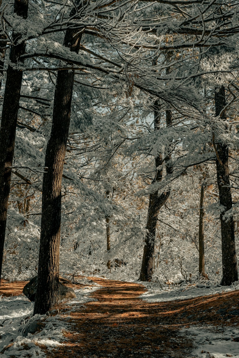 brown trees with white leaves