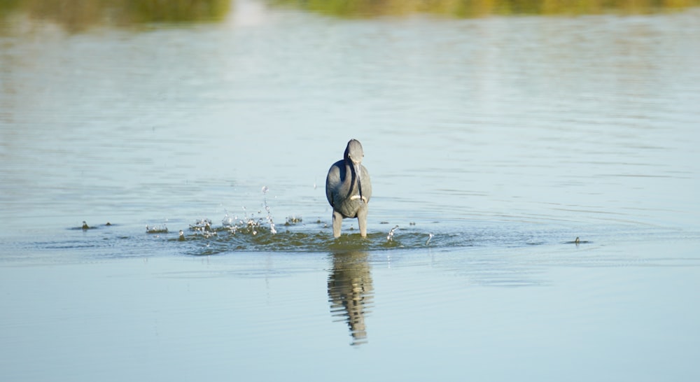 two black and white birds on water during daytime