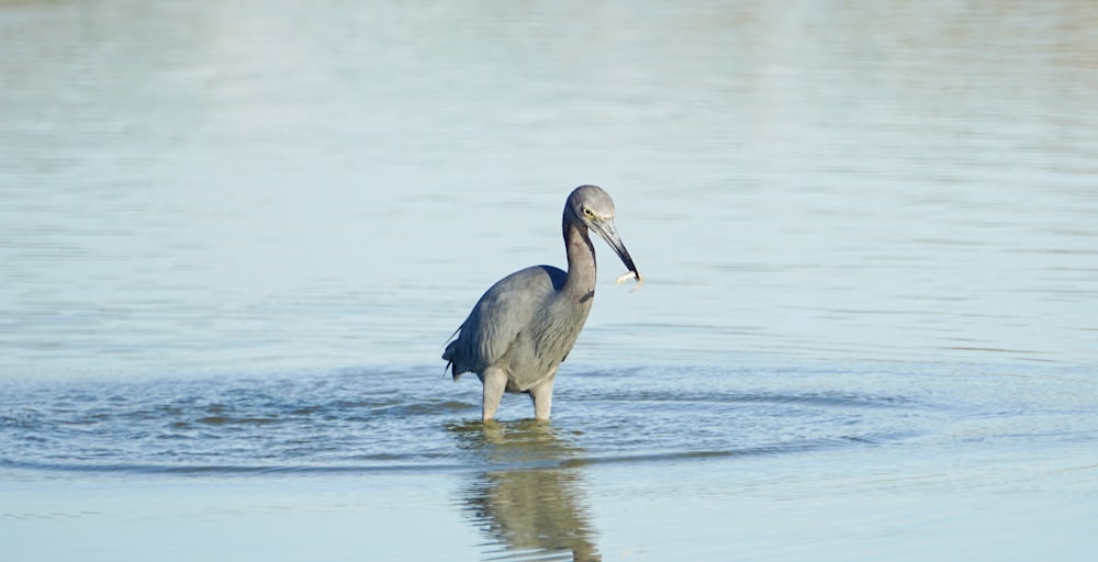 grey heron on water during daytime