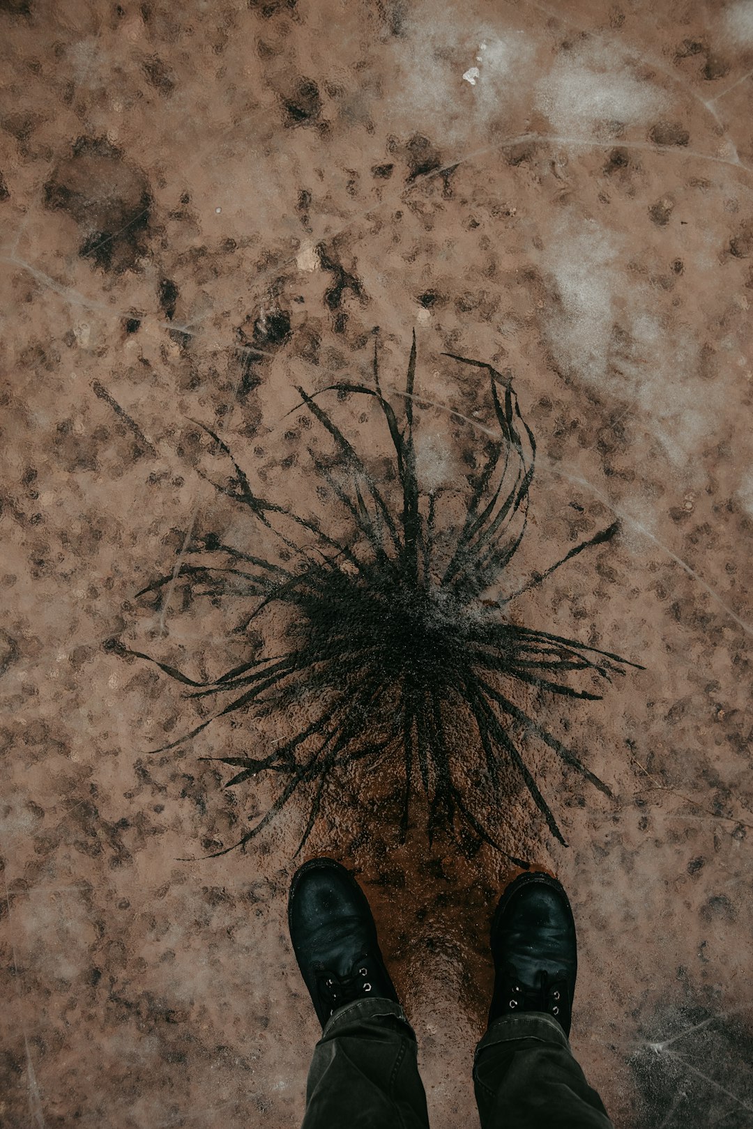 black spider on brown soil