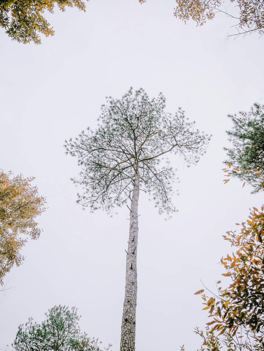 green tree under white sky during daytime