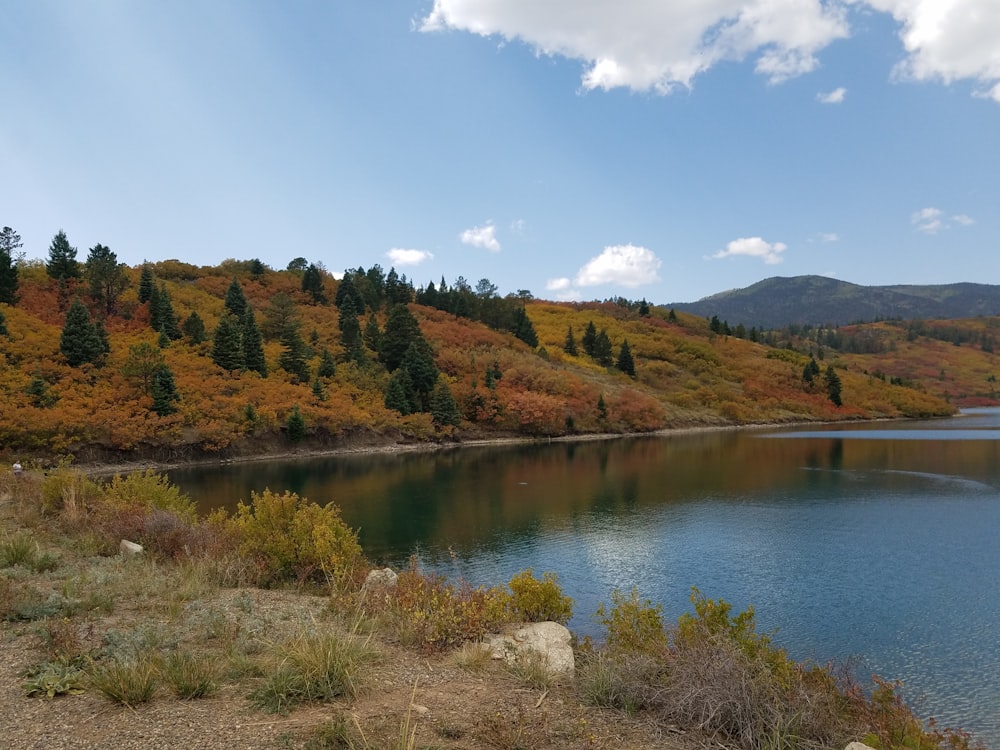 green and brown trees beside lake under blue sky during daytime