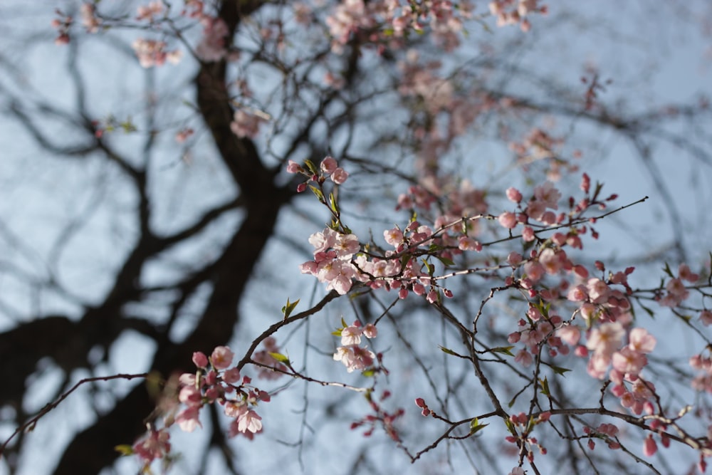 pink and white flower during daytime