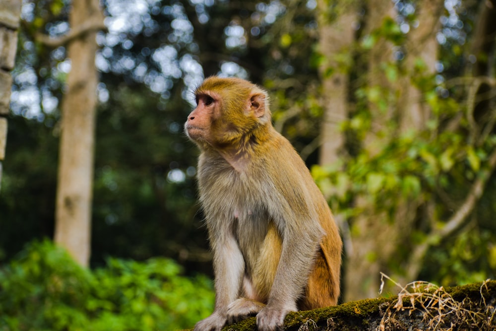 brown monkey sitting on brown wooden surface during daytime