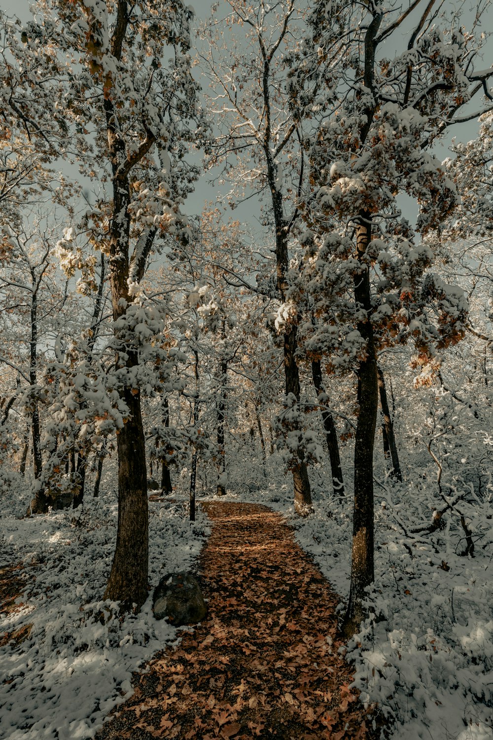 white and brown trees under white sky during daytime