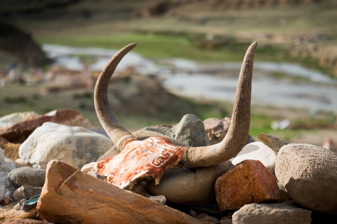 brown animal skull on brown rock