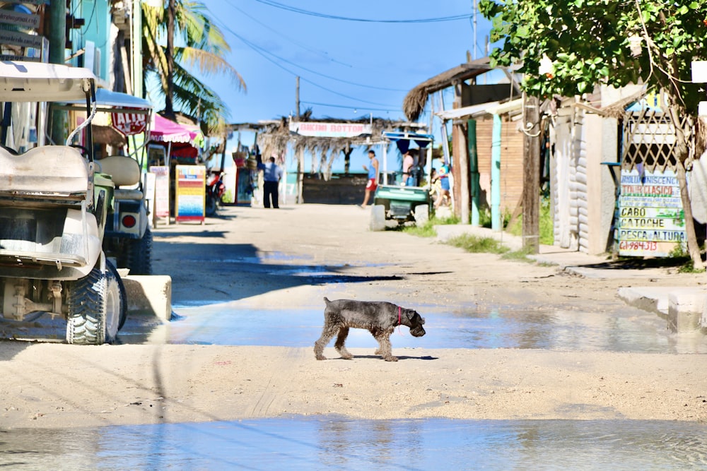 black short coated dog walking on the street during daytime