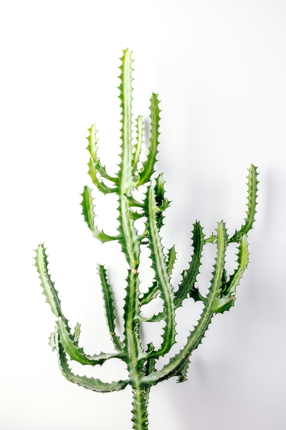 green plant in white background
