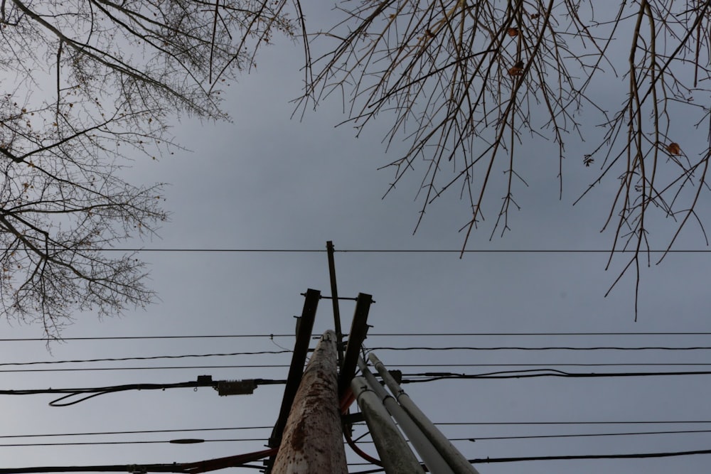 bare tree under cloudy sky during daytime