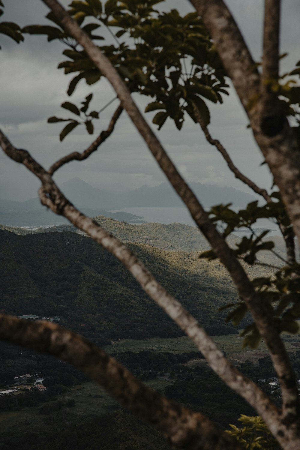 green tree on mountain during daytime