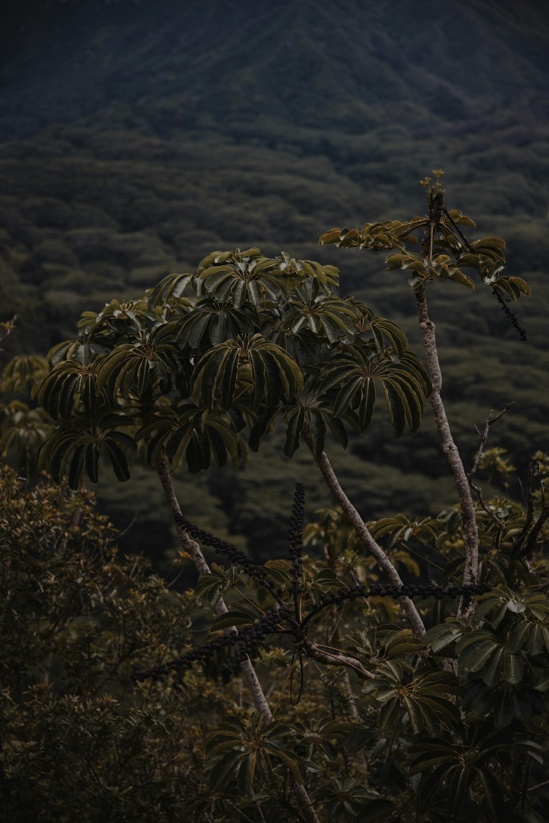 green leaf tree on mountain during daytime