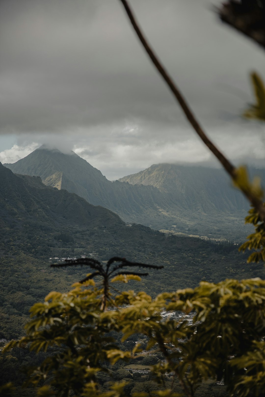 green trees on mountain during daytime