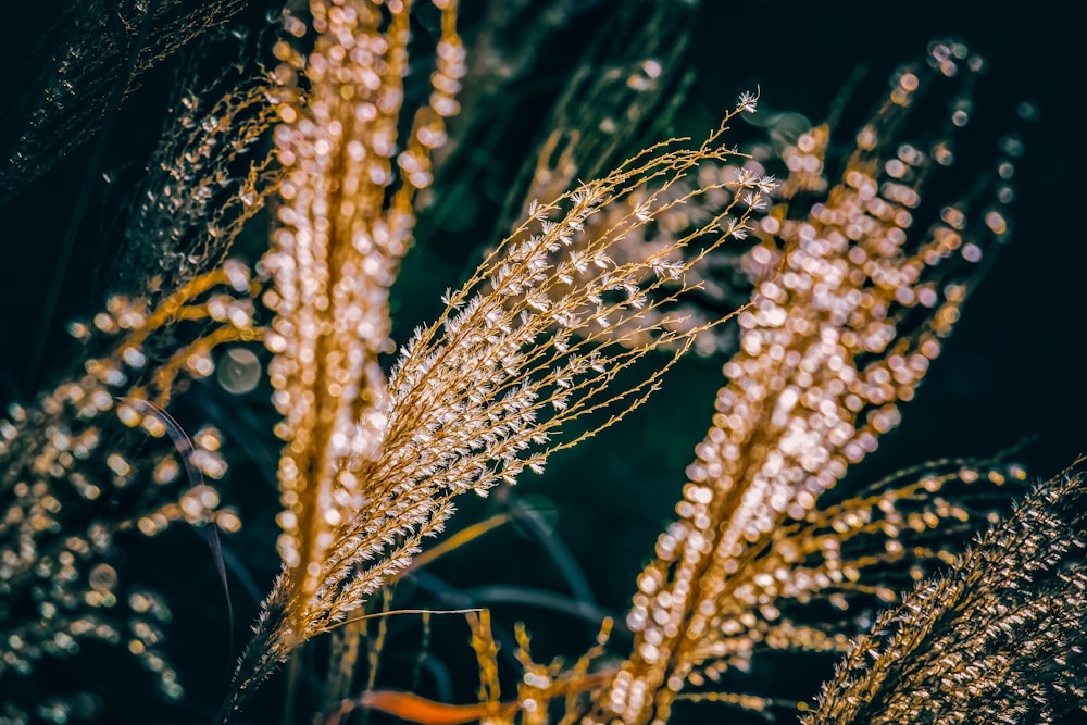 brown wheat in close up photography