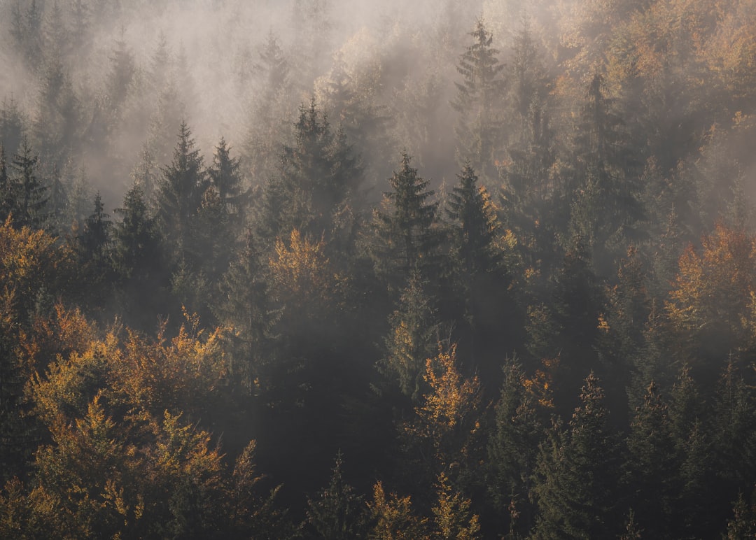 green pine trees covered with fog