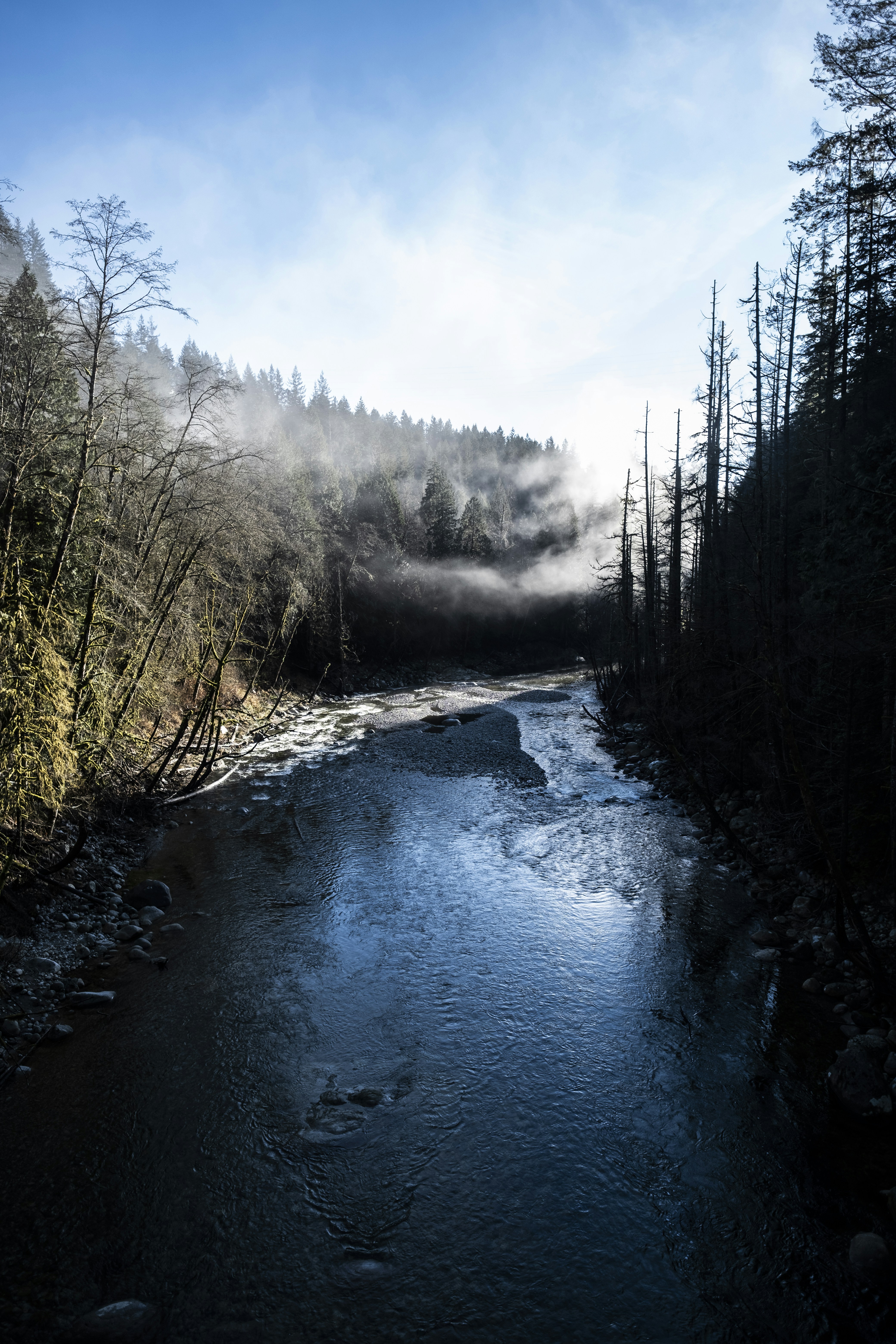river between trees under blue sky during daytime