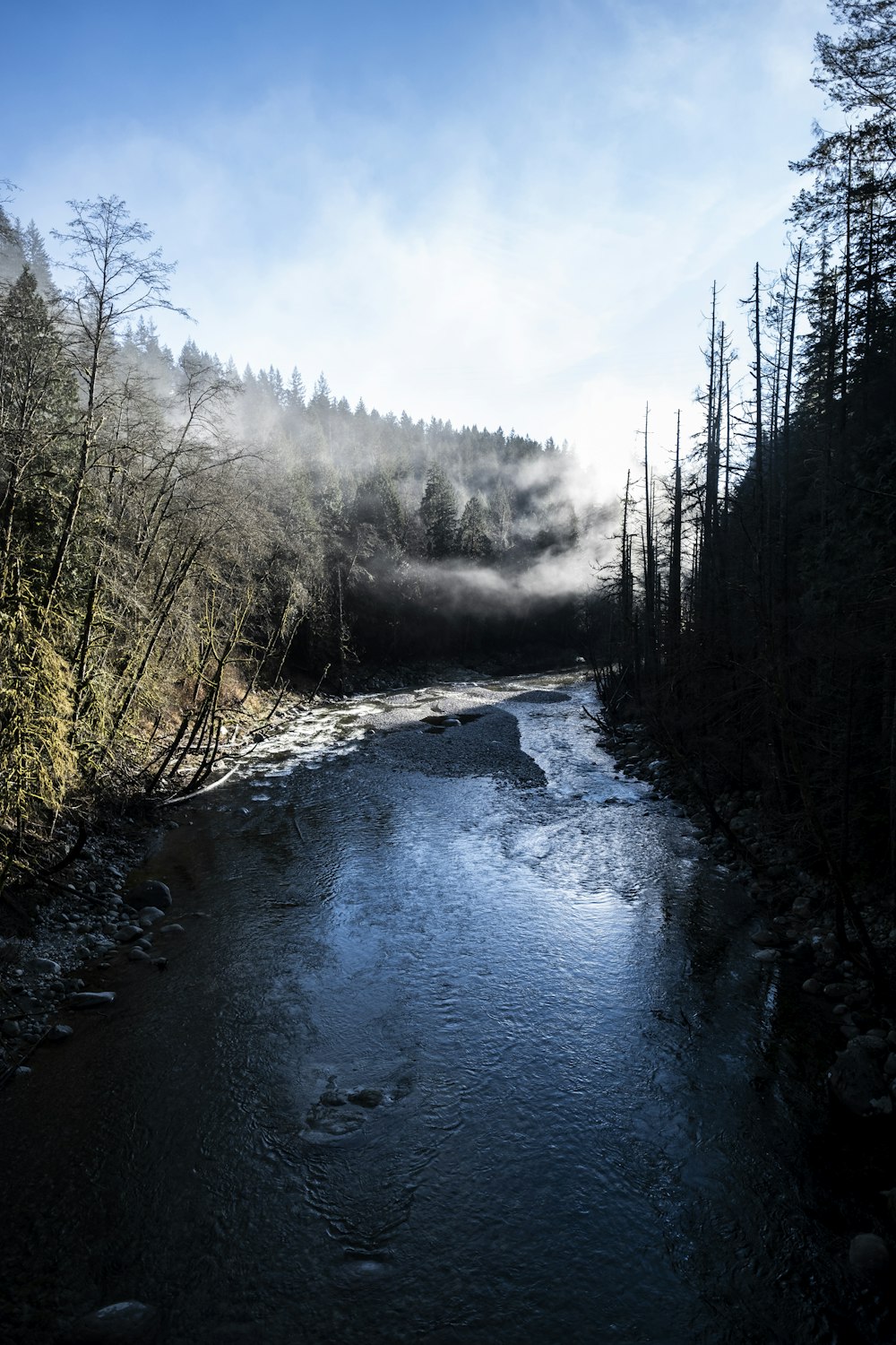 river between trees under blue sky during daytime