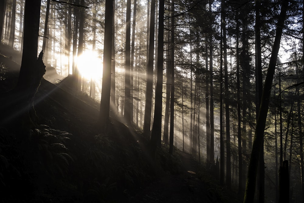 silhouette of trees during daytime