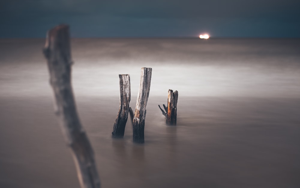 brown wooden sticks on brown sand during sunset