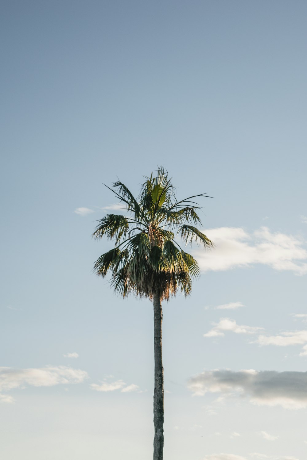 green palm tree under blue sky during daytime