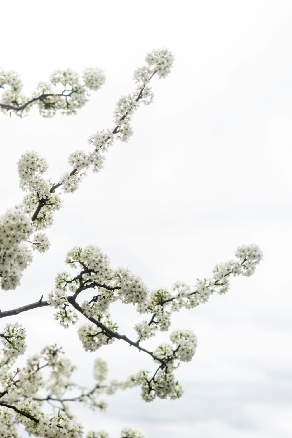 green tree under white sky during daytime