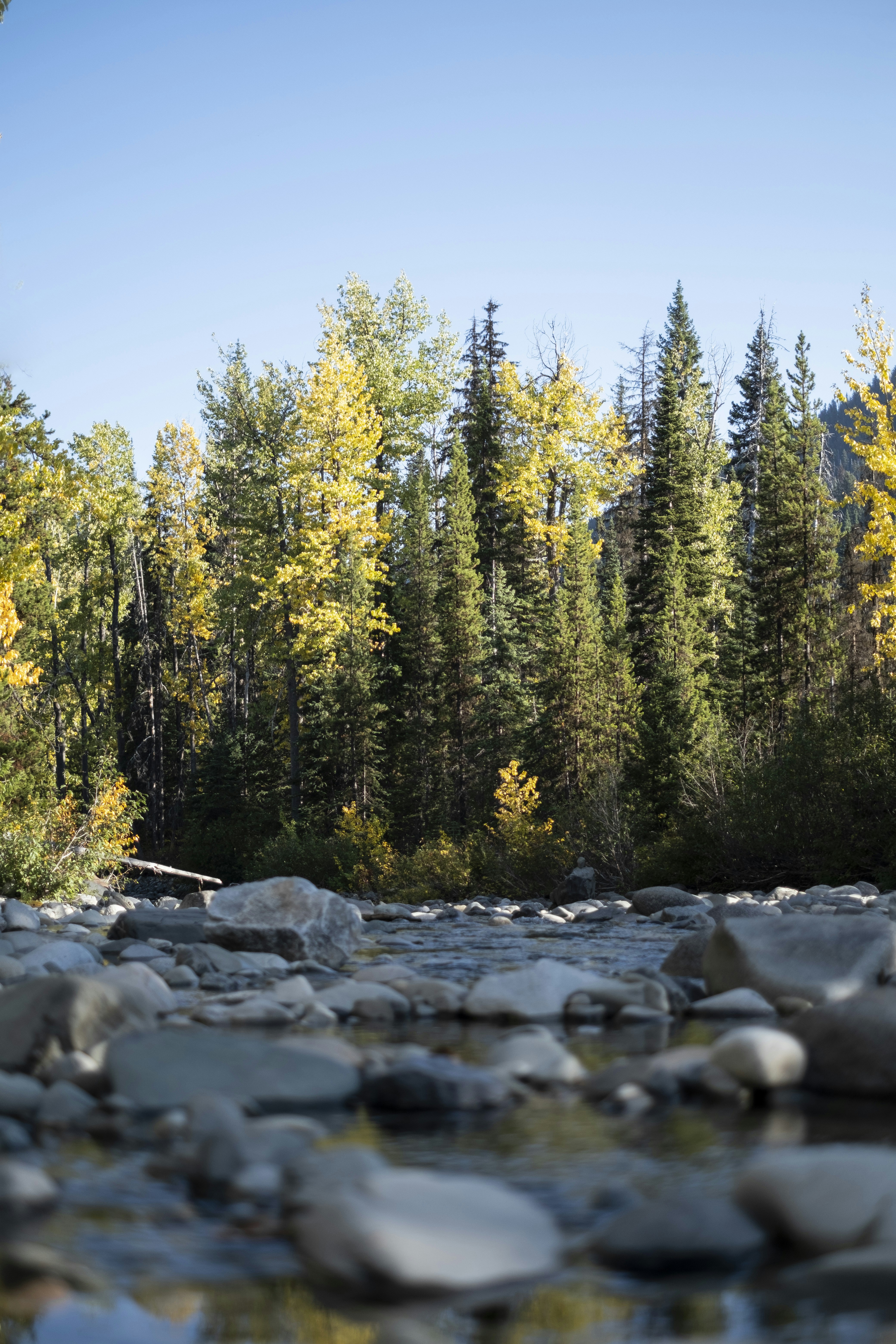 green pine trees on rocky shore during daytime