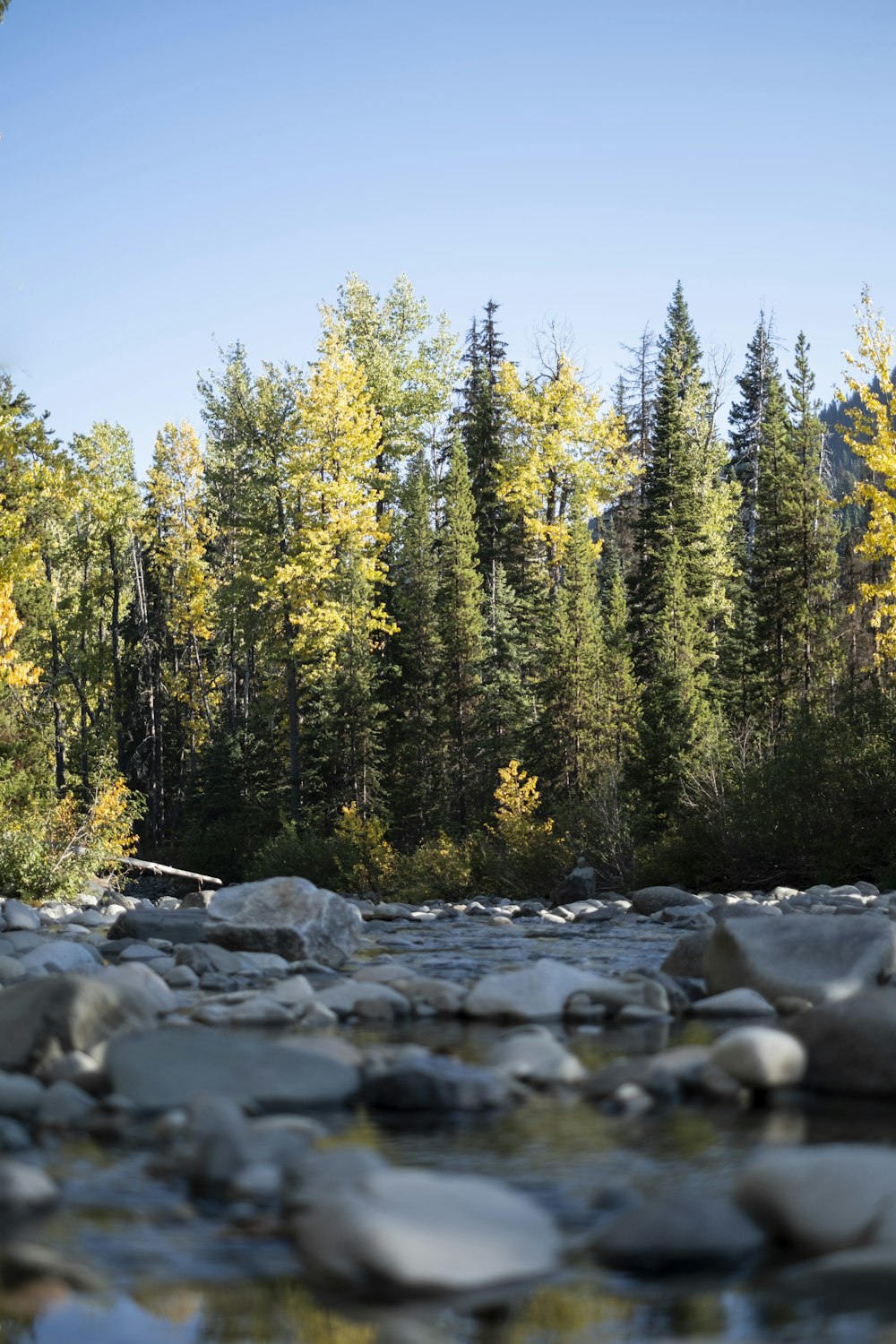 green pine trees on rocky shore during daytime