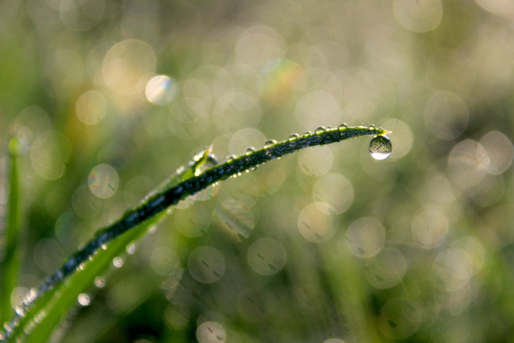 gotas de agua en una planta verde