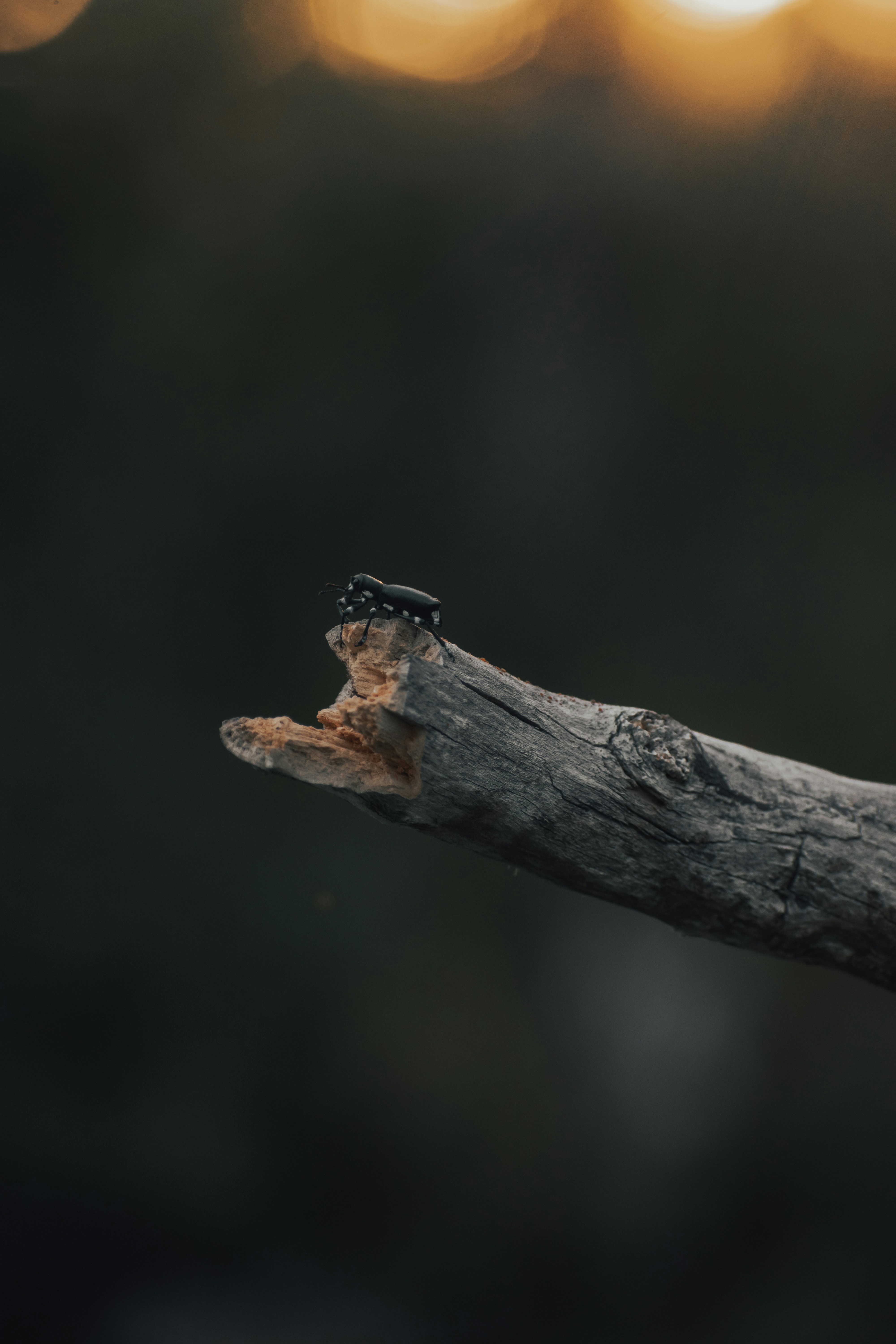 Photo by gasparzaldo