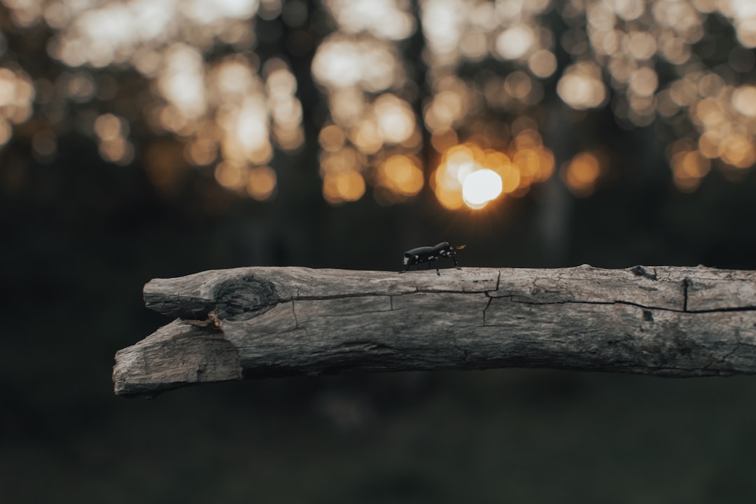 black insect on brown wood