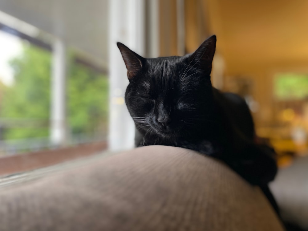 black cat on brown couch