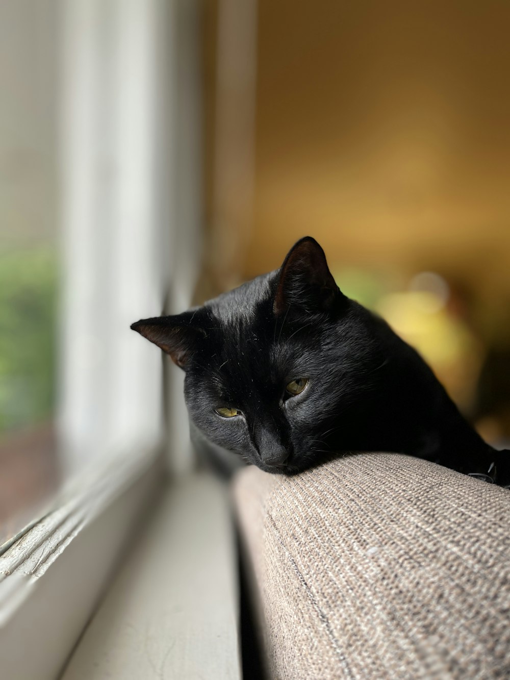 black cat on white textile