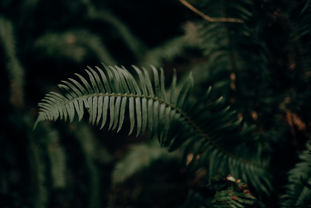 green leaf plant in close up photography