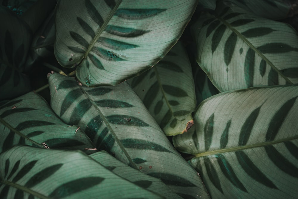 green and white leaves in close up photography