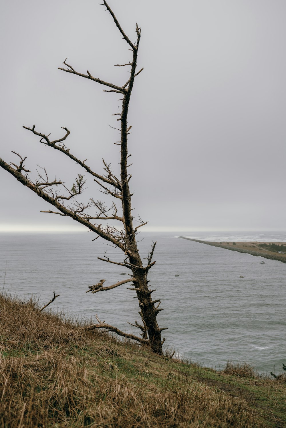 leafless tree near body of water during daytime