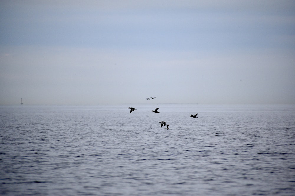 日中の水域に3羽の鳥がいる