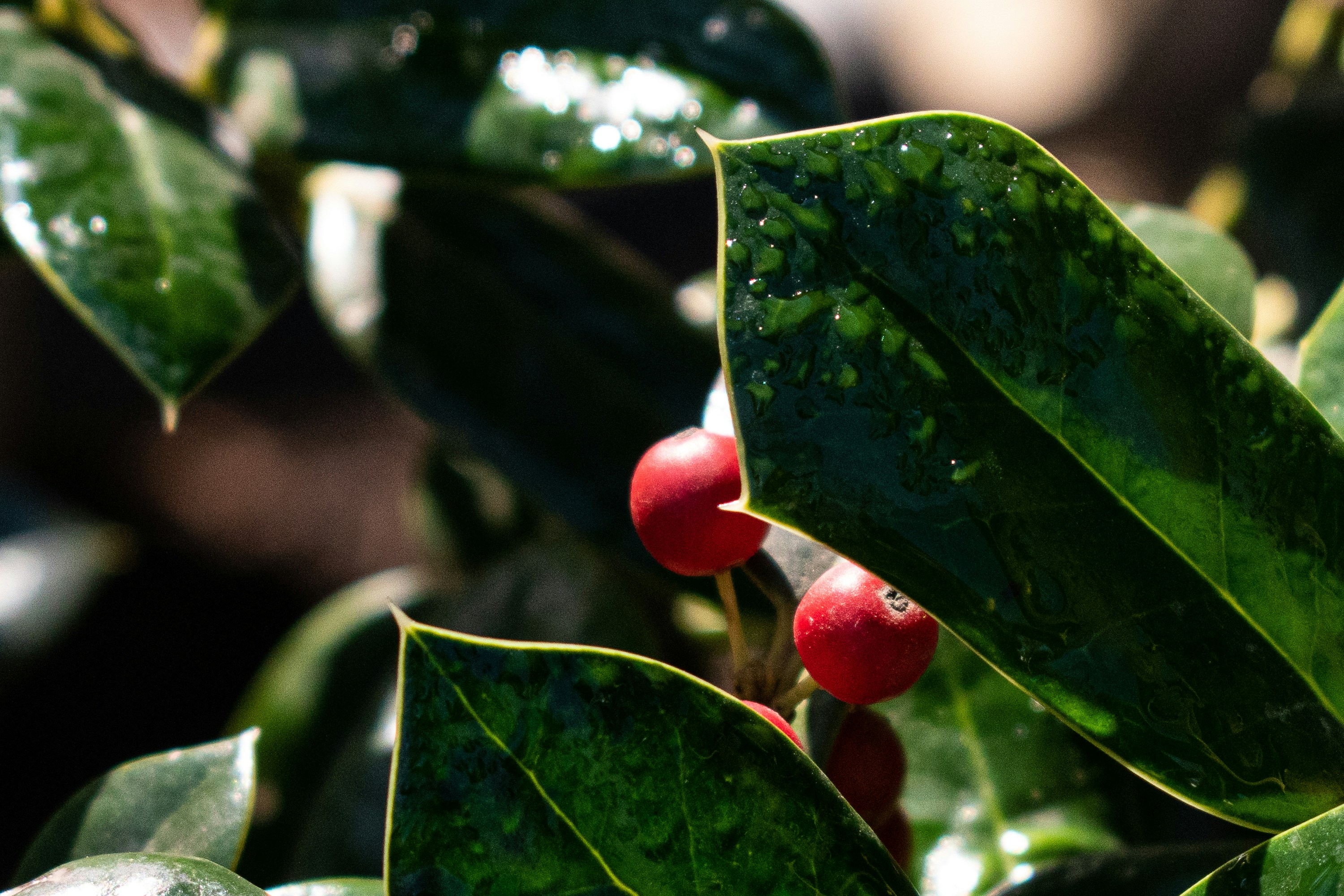 Photo by elisastonephotography