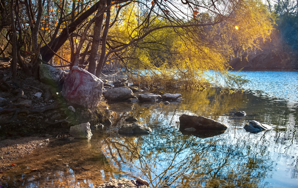 brown bare trees beside river during daytime