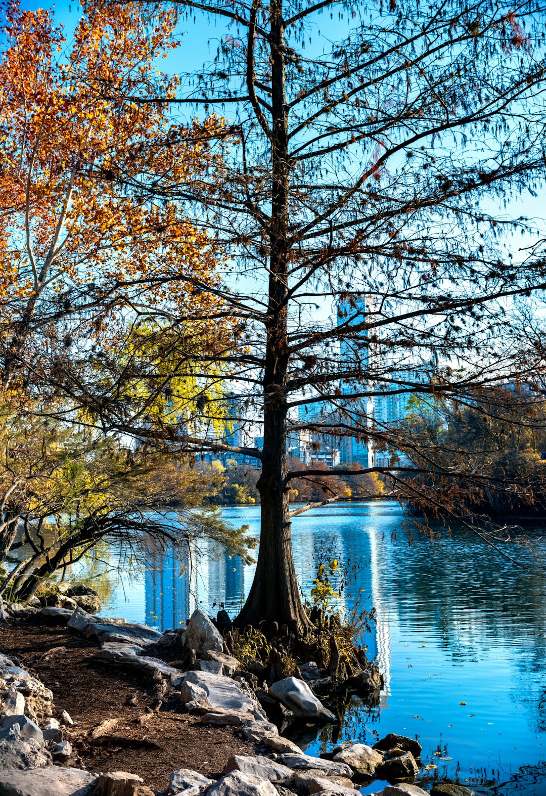 brown trees near body of water during daytime