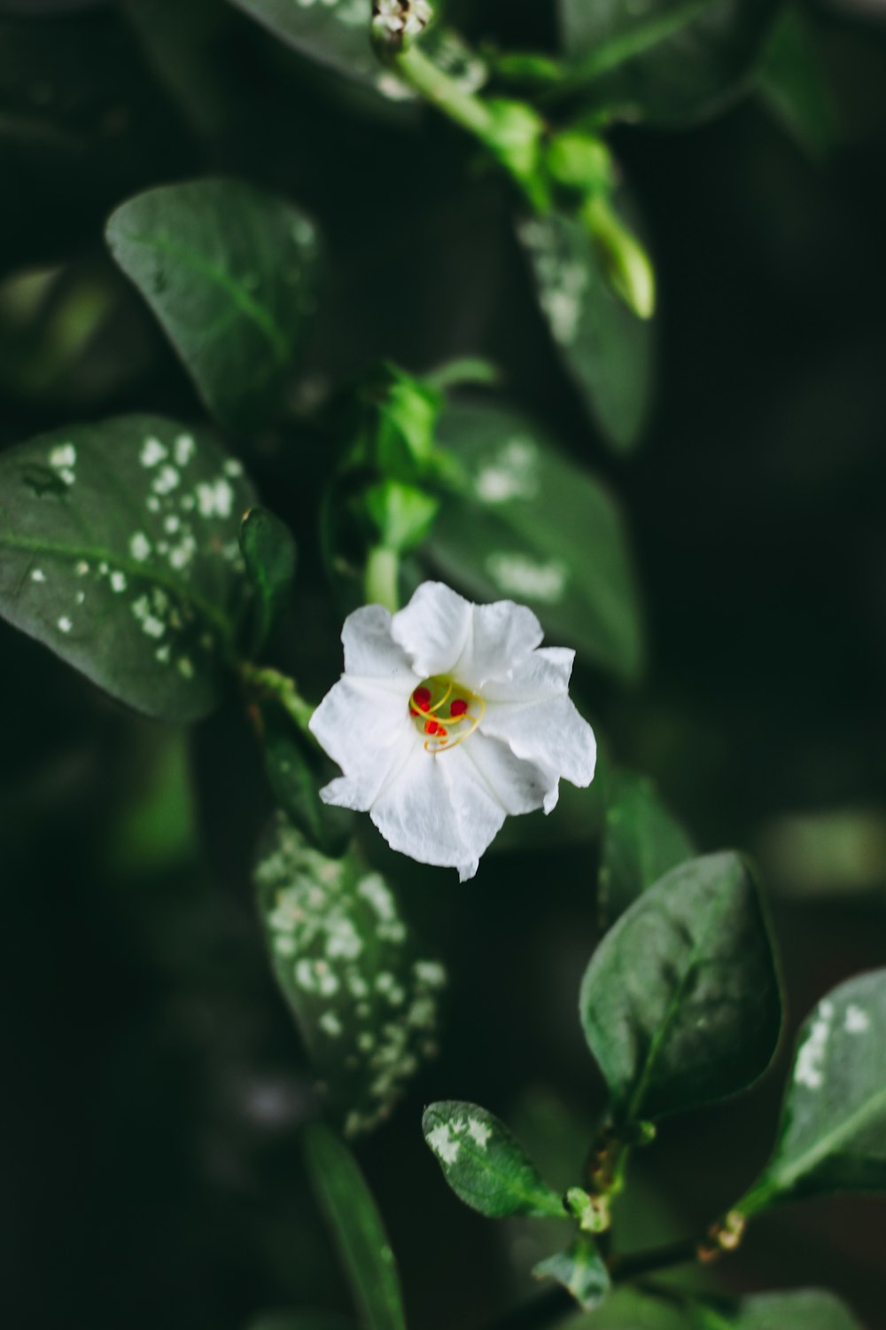 white flower with green leaves