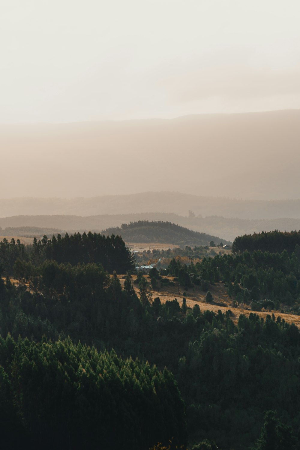 green trees on mountain during daytime