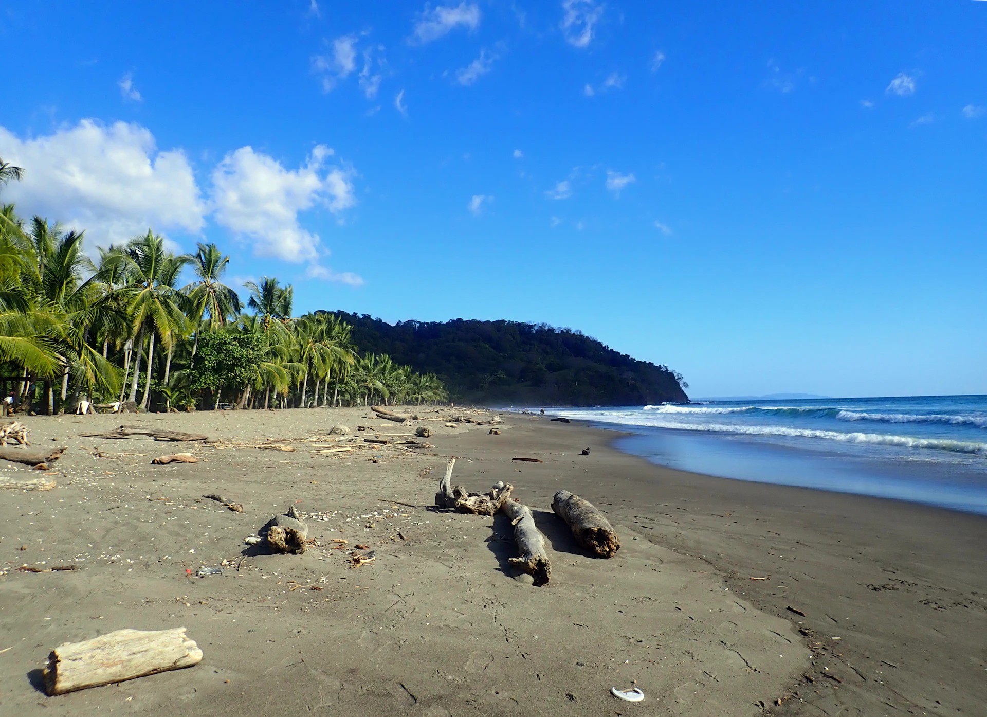 green palm trees on beach during daytime