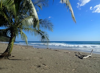 palm tree on beach shore during daytime