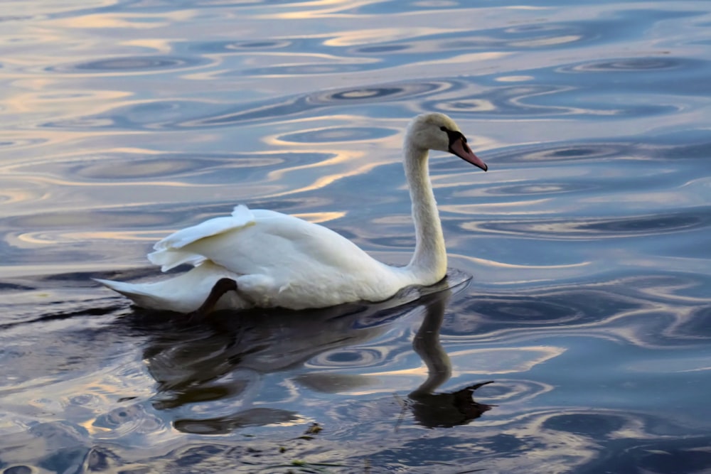 white swan on water during daytime