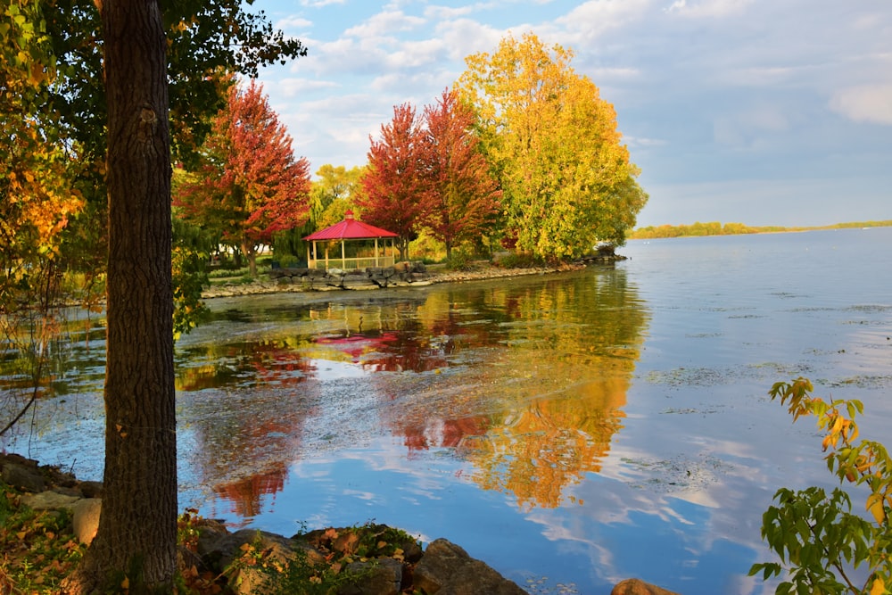 green and brown trees beside body of water during daytime